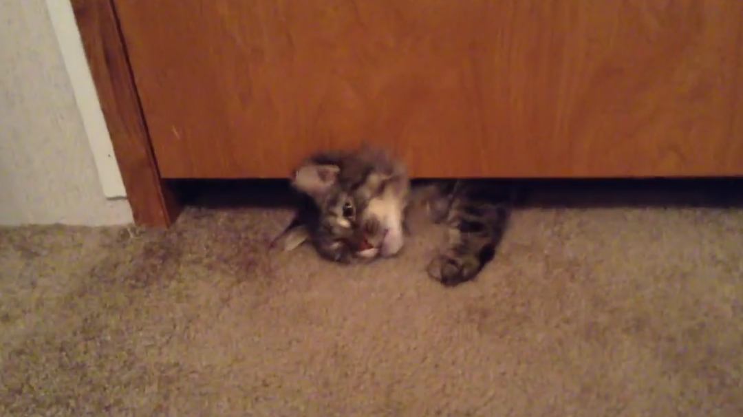 Quand un gros chat tente de passer sous une porte !