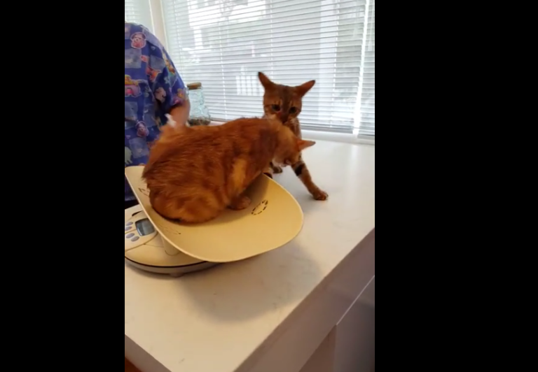 Un chat aide son pote à partir de chez le vétérinaire