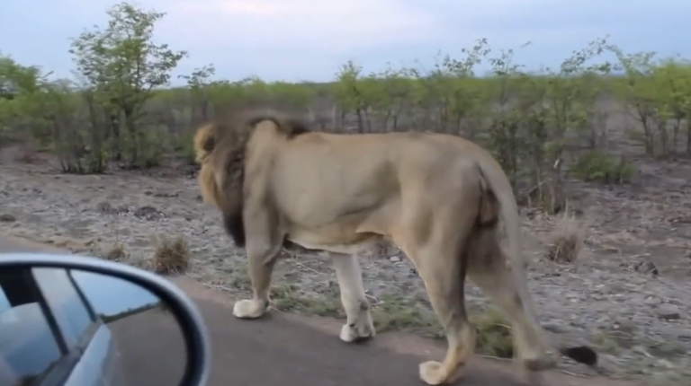 Un lion asiatique n&rsquo;aime pas être filmé