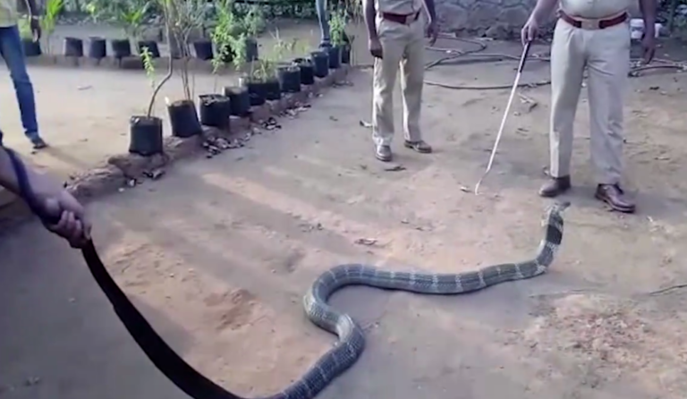 Un serpent boit à la bouteille