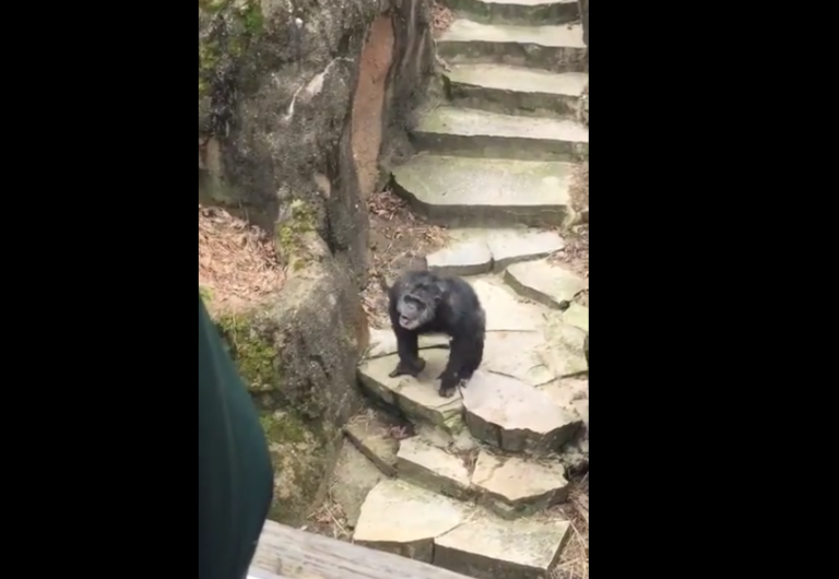 Un singe envoie du caca sur une vieille dame
