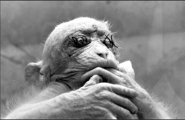 13 EXPÉRIENCES SCIENTIFIQUES réalisées sur des ANIMAUX et des HUMAINS