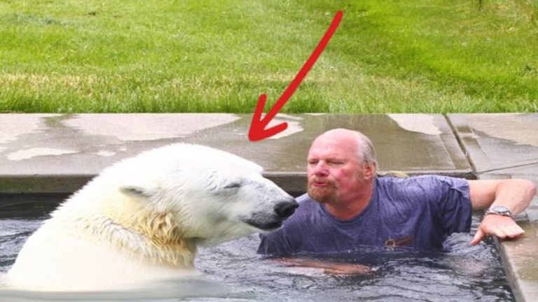 Cet Homme a UN OURS BLANC DANS SA PISCINE