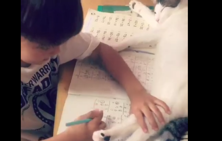 Dur dur de faire ses devoirs avec un chat