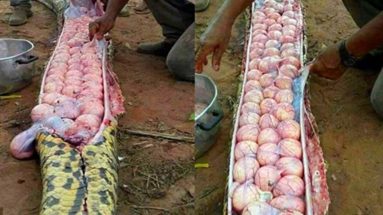 TOP 10 Des Pires Choses Trouvées A L’INTÉRIEUR DES ANIMAUX