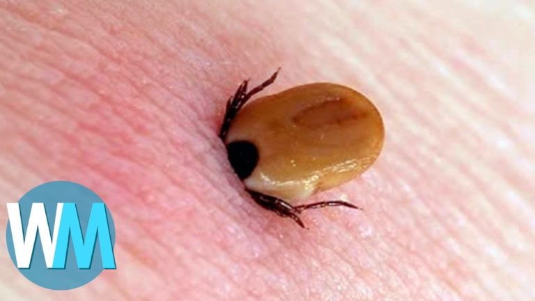 Top 10 des MORSURES D&rsquo;INSECTES les plus DOULOUREUSES au monde !