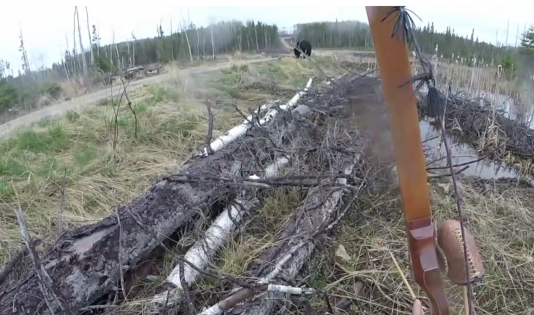 Un chasseur se fait charger par un ours noir