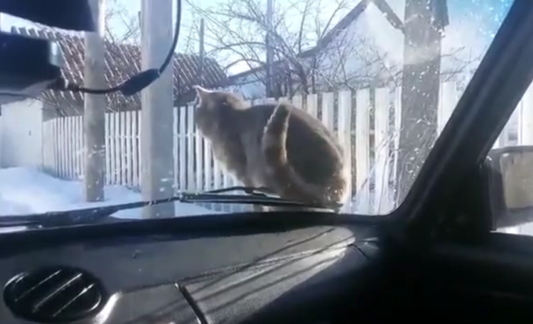 Un chat se venge après avoir été klaxonné