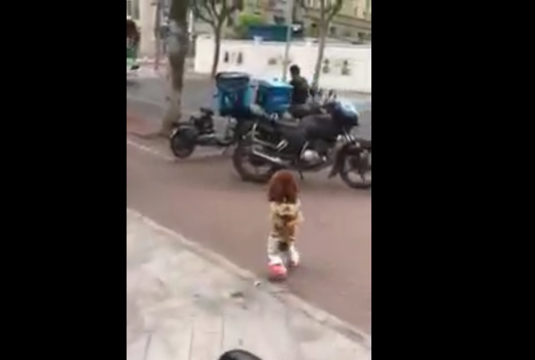 Un chien court pour aller à l&rsquo;école