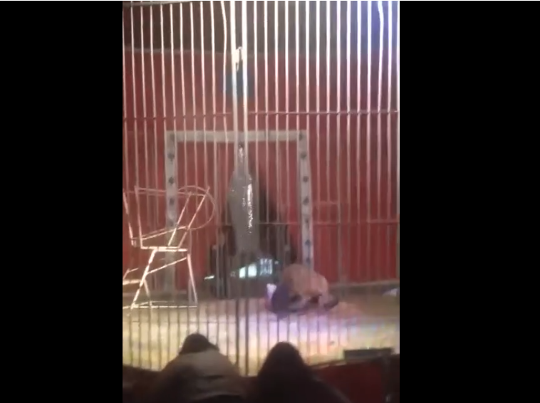 Un dompteur attaqué par un lion en plein numéro de cirque