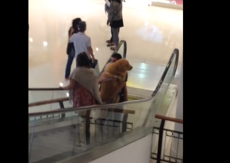 Un grand chien a peur de prendre l&rsquo;escalator