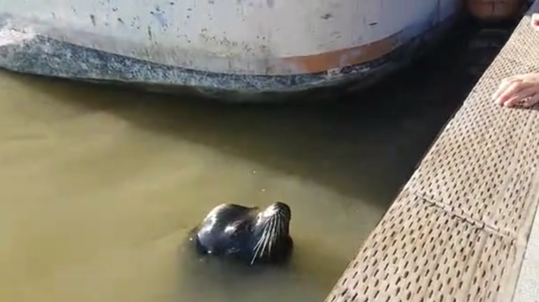 Un lion de mer envoie une fillette à l&rsquo;eau au Canada