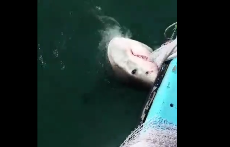 Un pêcheur est obligé de se battre avec un requin qui ne veut pas lâcher son filet