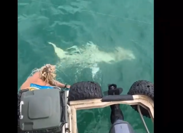 Un pêcheur saute dans l’eau pour attraper un requin