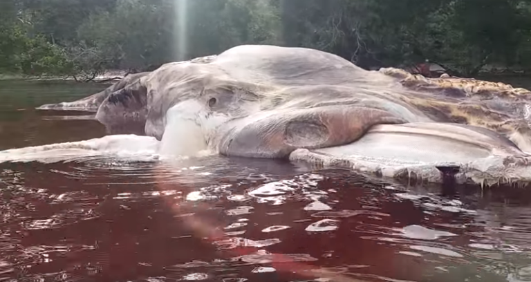 Une énorme créature non identifiée s&rsquo;est échouée sur une plage Indonésienne