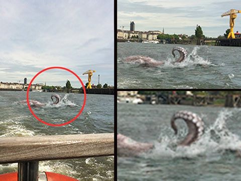 Insolite : Un poulpe géant dans la Loire près de Nantes…