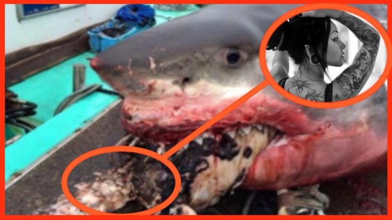 4 CHOSES ÉTRANGES trouvés A L&rsquo; INTÉRIEUR des ANIMAUX !