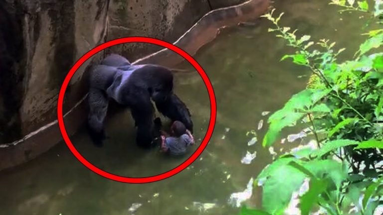5 ANIMAUX Qui ONT SAUVÉ Des PERSONNES En DIRECT