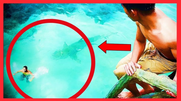 5 ATTAQUES FLIPPANTES de REQUINS FILMÉES EN DIRECT !