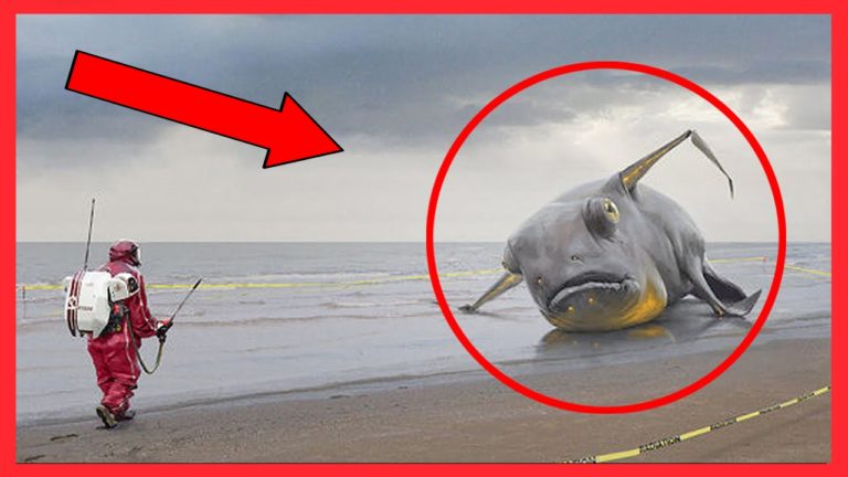 5 VRAIES Créatures MARINES MYSTÉRIEUSES CAPTURÉES EN VIDÉO