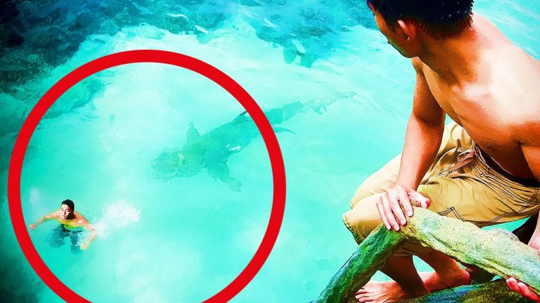 6 ATTAQUES de REQUINS les plus TERRIFIANTES !