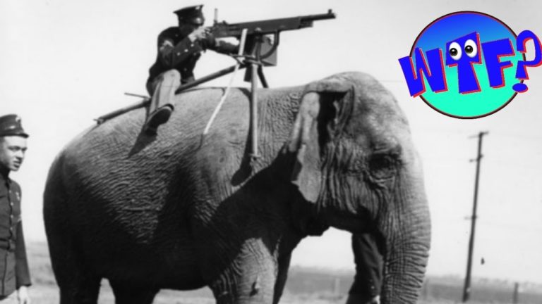 8 VÉHICULES INSOLITES UTILISÉS PENDANT LA SECONDE GUERRE MONDIALE