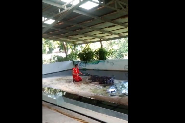 Il met sa tête dans la gueule d’un crocodile