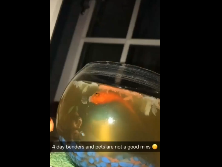 Plus de 6 millions de personnes ont regardé les funérailles de ce poisson…