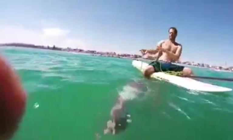 Un calmar géant pris au piège dans une corde vient demander de l&rsquo;aide !