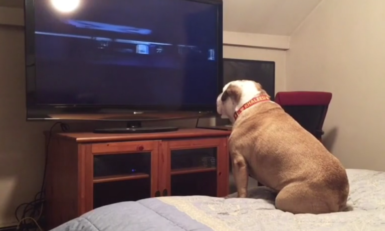 Un chien aboie en regardant un film d&rsquo;horreur