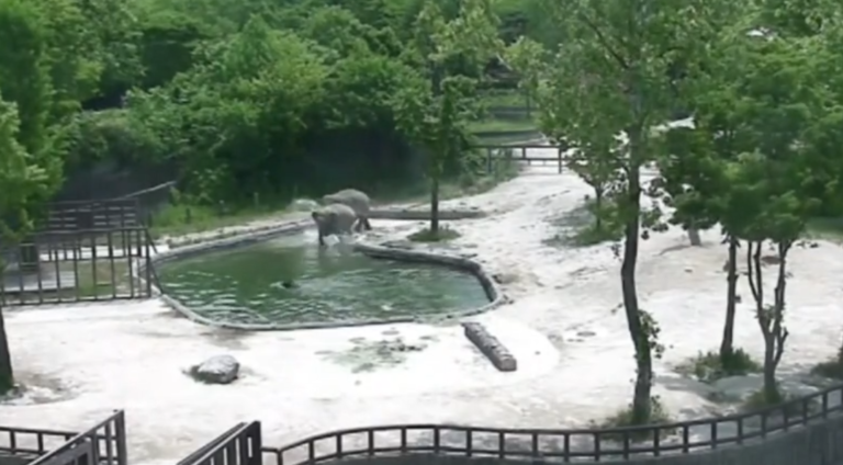 Un couple d&rsquo;éléphants sauve un éléphanteau de la noyade