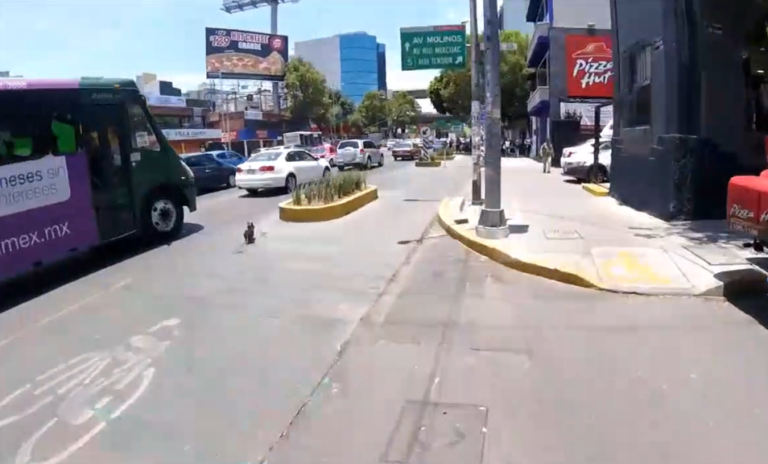 Un cycliste course un chien au milieu de la route à Mexico
