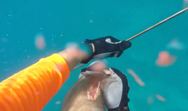 Un plongeur se fait attaquer la jambe par un requin en Floride