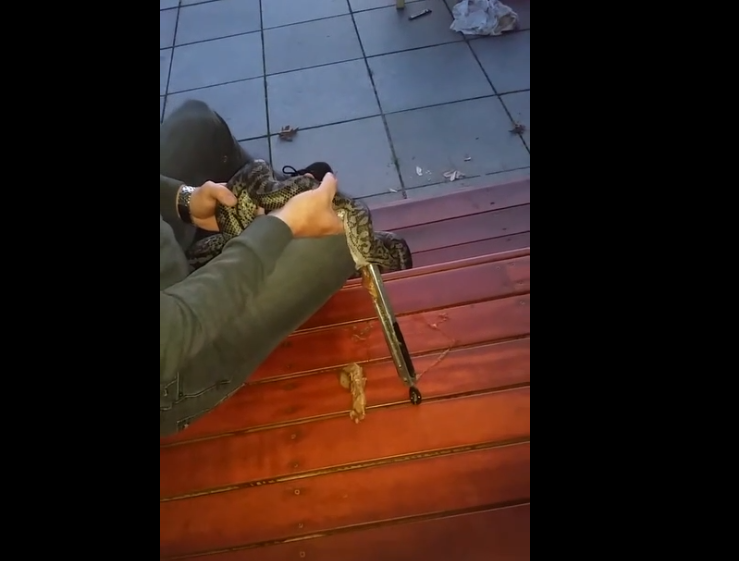 Un serpent un peu trop affamé a avalé une pince de barbecue !