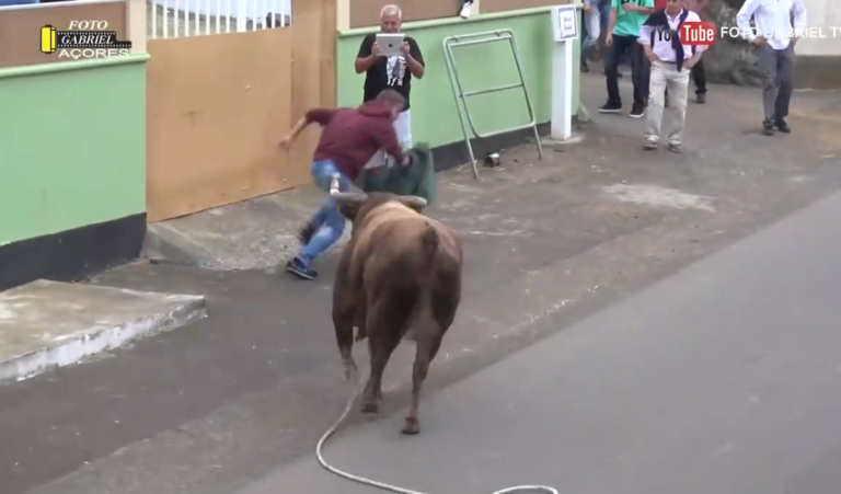 Un taureau attaque un spectateur lors d’une corrida
