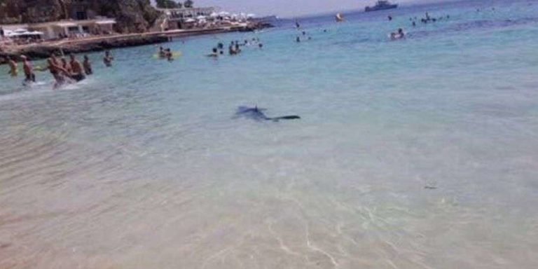 Un requin de 2,5 mètres fait une mauvaise surprise à des baigneurs sur une plage…