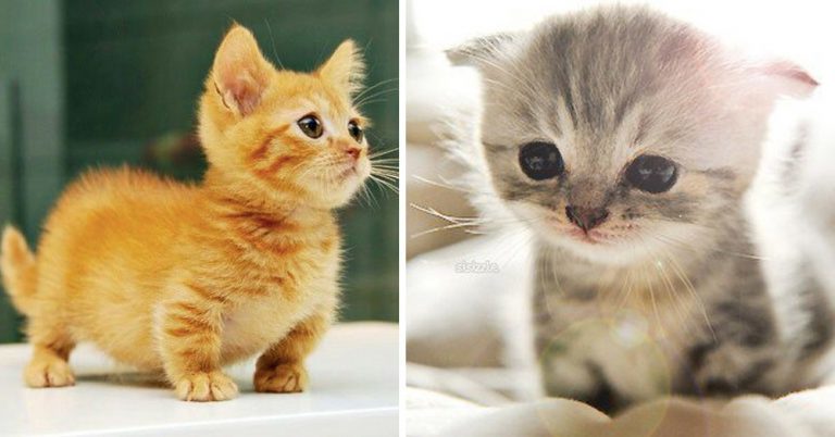 Découvrez les photos des Munchkins, une race de chat qui reste bébé toute sa vie…