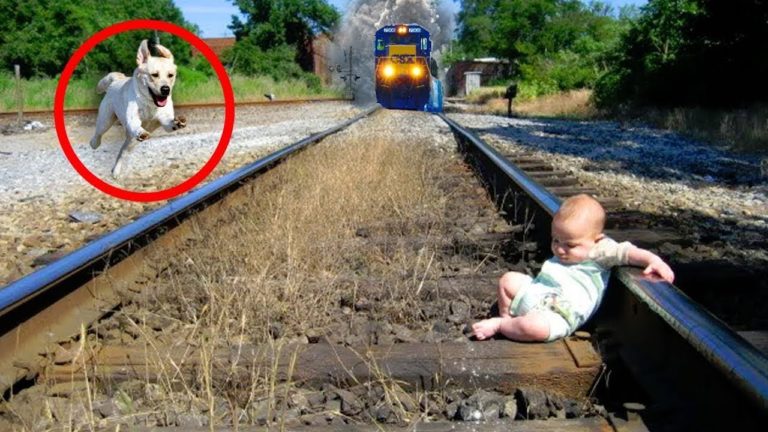 10 CHIENS QUI ONT SAUVÉ DES PERSONNES EN DIRECT