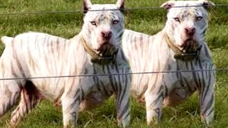 10 Chiens Exotiques Uniques Au Monde