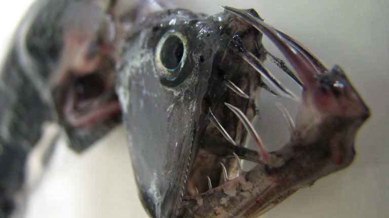 5 ANIMAUX ÉTRANGES qui EXISTENT VRAIMENT !