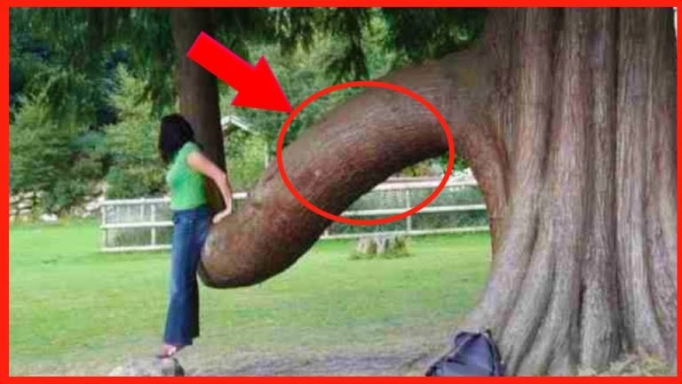 5 ARBRES INCROYABLES qui EXISTENT VRAIMENT !