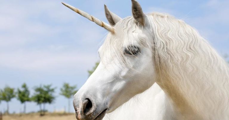 5 VRAIS LICORNES FILMÉE EN DIRECTE DANS LA VRAI VIE