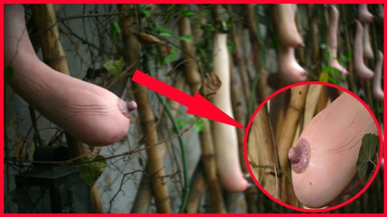 8 PLANTES INCROYABLES QUI EXISTENT VRAIMENT !