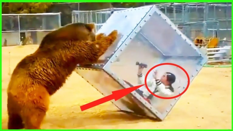 LES ATTAQUES les plus FLIPPANTES D&rsquo;ANIMAUX DU ZOO !