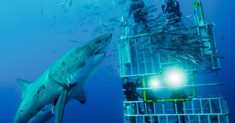 LES HISTOIRES INCROYABLE DES ATTAQUES DE REQUIN !!