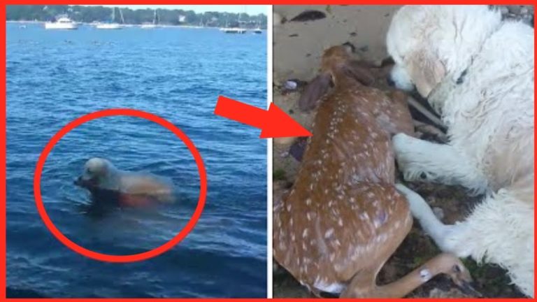 UN CHIEN SAUVE UN BÉBÉ FAON de la NOYADE !