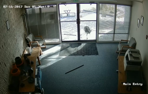 Un bouc défonce une vitrine