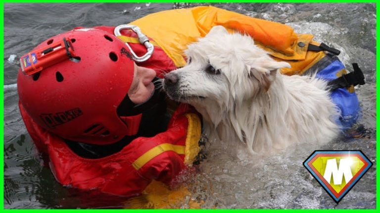 VRAIS HÉROS qui ont SAUVÉS DES ANIMAUX EN DIRECT !