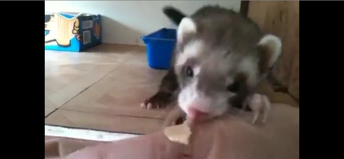 Une maman furet tire la main de son propriétaire jusqu&rsquo;à ses bébés