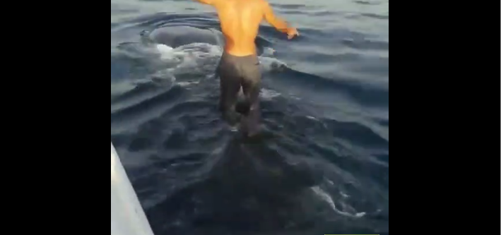 Un pêcheur marche sur le dos d&rsquo;un requin-baleine et crée la polémique.